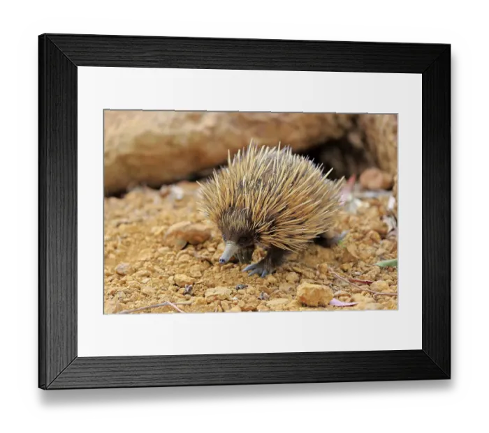 Framed Print : Short-beaked echidna (Tachyglossus aculeatus) Framed Print : Short-beaked echidna (Tachyglossus aculeatus)