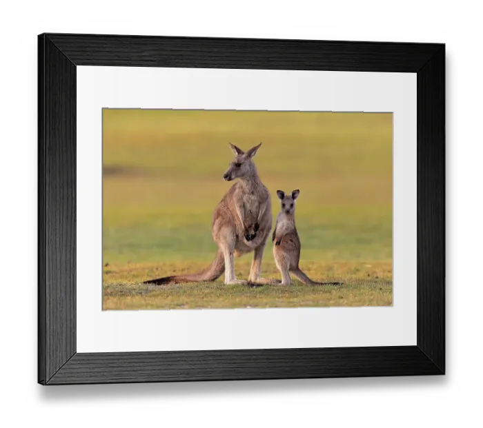 Framed Print : Eastern giant grey kangaroo (Macropus giganteus) Framed Print : Eastern giant grey kangaroo (Macropus giganteus)