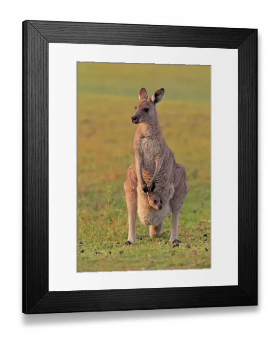 Framed Print : Eastern giant grey kangaroo (Macropus giganteus) Framed Print : Eastern giant grey kangaroo (Macropus giganteus)