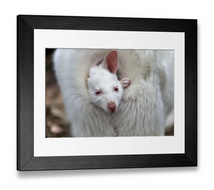 Framed Print : Red-necked wallaby (Macropus rufogriseus)