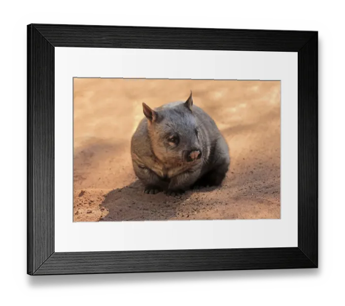 Framed Print : Southern hairy-nosed wombat (Lasiorhinus latifrons)