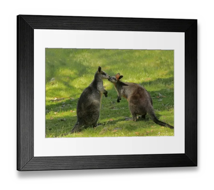 Framed Print : Swamp wallaby (Wallabia bicolor)