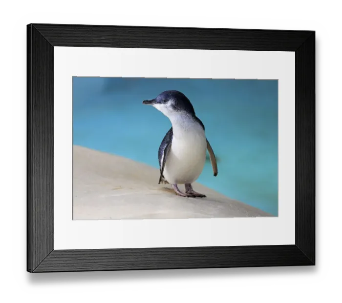 Framed Print : Little penguin (Eudyptula minor)