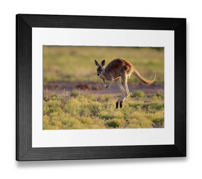 Framed Print : Red kangaroo (Macropus rufus), adult Framed Print : Red kangaroo (Macropus rufus), adult