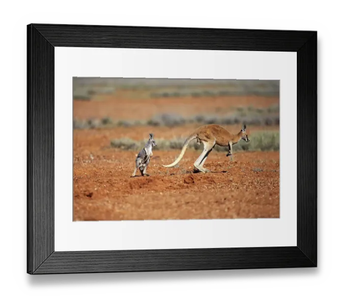 Framed Print : Red kangaroo (Macropus rufus), female jumping with young