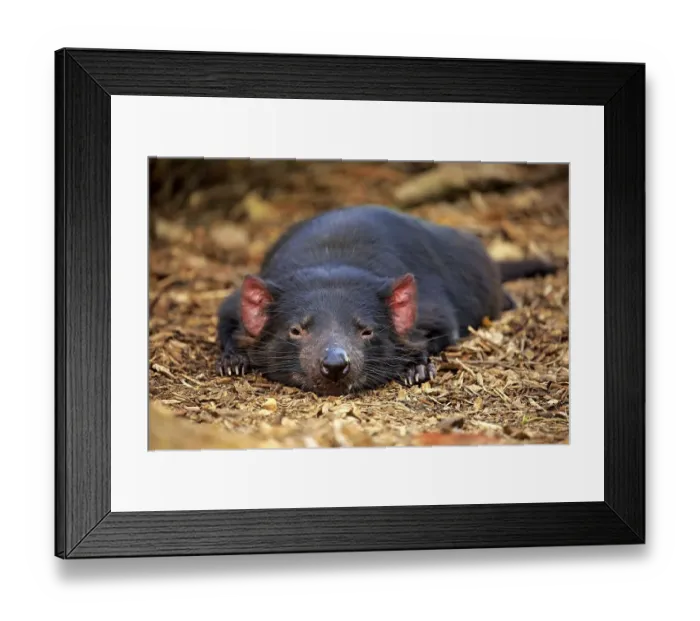 Framed Print : Tasmanian devil, marsupial devil (Sarcophilus harrisii)