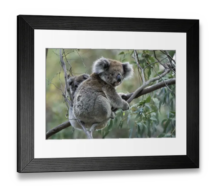 Framed Print : Koala (Phascolarctos cinereus) with baby in Gum Tree