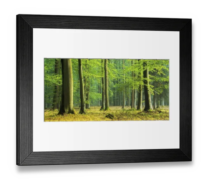 Framed Print : Natural beech forest (Fagus) on the ridge Finne
