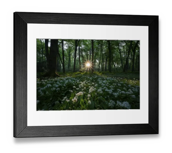 Framed Print : Ramsons (Allium ursinum), flowering plants Framed Print : Ramsons (Allium ursinum), flowering plants