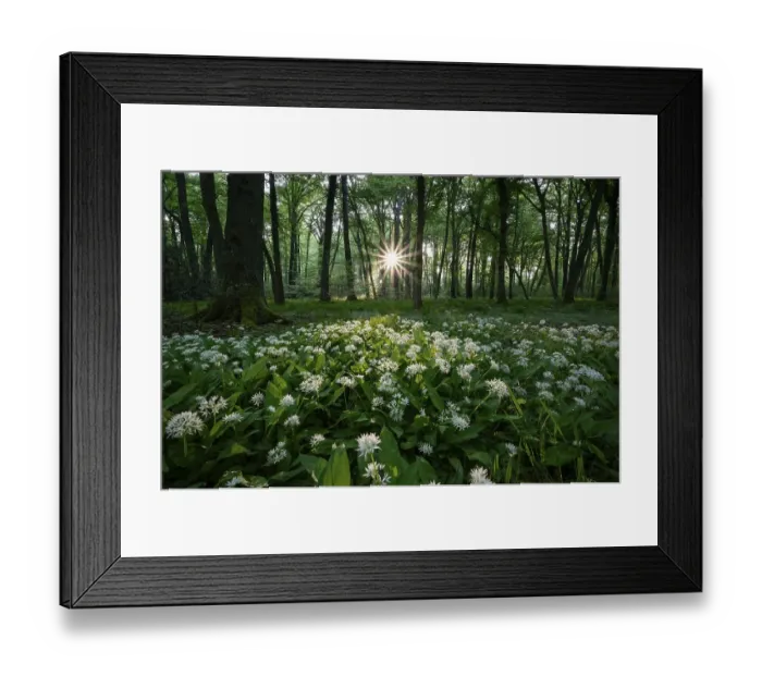 Framed Print : Ramsons (Allium ursinum), flowering plants Framed Print : Ramsons (Allium ursinum), flowering plants