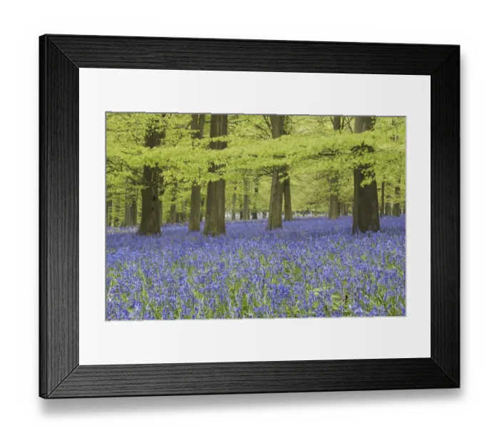 Framed Print : Bluebell (Endymion non-scriptus) flowering mass