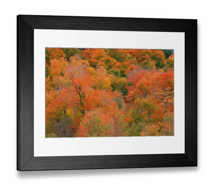 Framed Print : Autumn forest, New England, USA Framed Print : Autumn forest, New England, USA