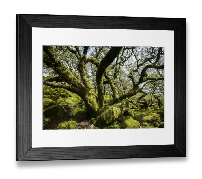 Framed Print : Wistman's Wood, Dartmoor National Park