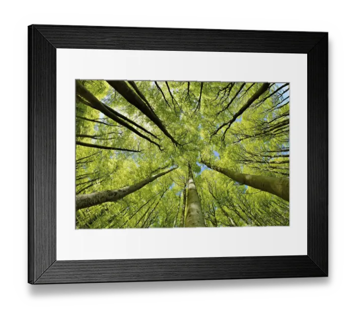 Framed Print : Natural sunny beech forest in spring