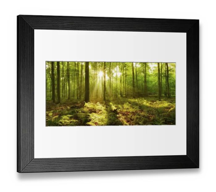 Framed Print : Panorama, light-flooded beech forest Framed Print : Panorama, light-flooded beech forest
