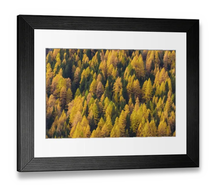 Framed Print : Autumnal colored mountain forest with larch trees Framed Print : Autumnal colored mountain forest with larch trees