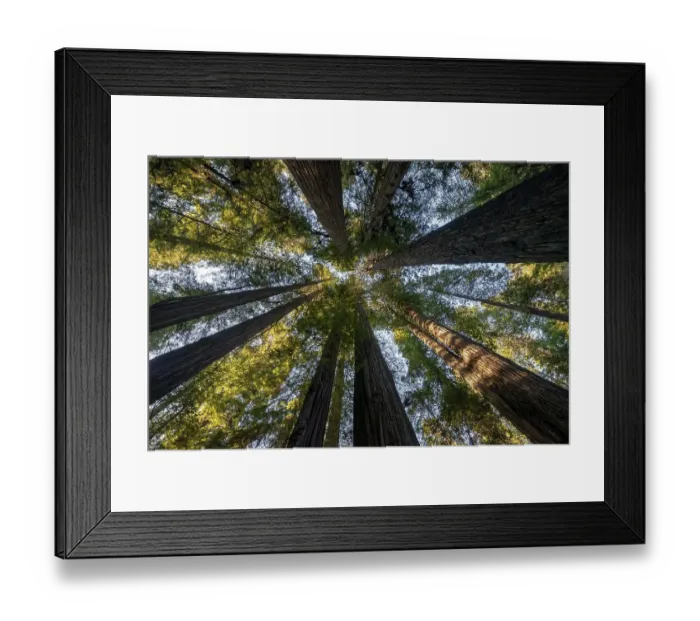 Framed Print : Coast redwoods (Sequoia sempervirens)