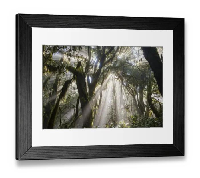 Framed Print : Sunrays in the cloud forest, Garajonay National Park