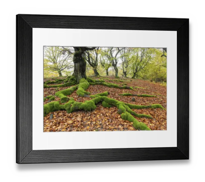 Framed Print : Common beech (Fagus sylvatica)