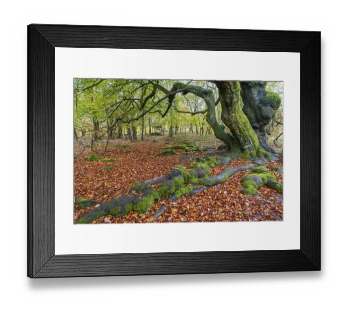 Framed Print : Common beech (Fagus sylvatica)