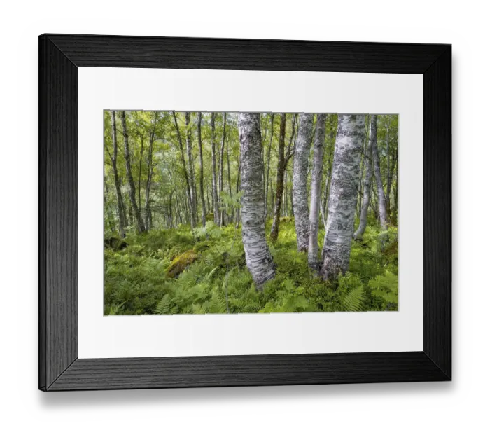 Framed Print : Birch trees in the forest, Innerdalen