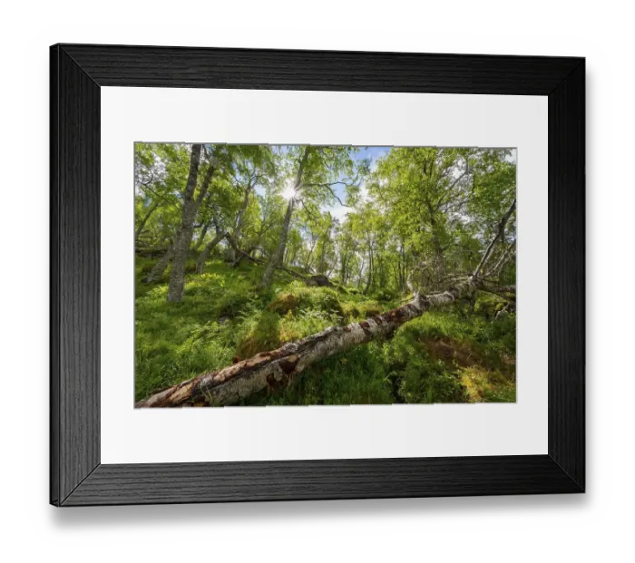 Framed Print : Sun shining through trees, forest Framed Print : Sun shining through trees, forest