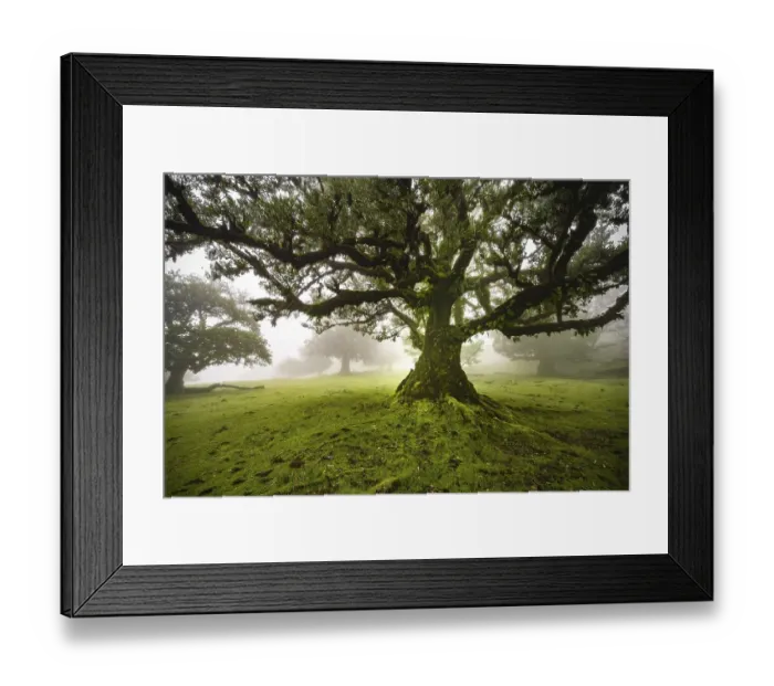 Framed Print : Laurel trees overgrown with moss and plants in the mist