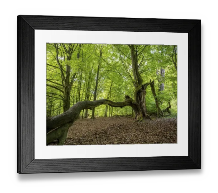 Framed Print : Old, partly bent beech (Fagus) trees in the primeval forest Sababurg Framed Print : Old, partly bent beech (Fagus) trees in the primeval forest Sababurg