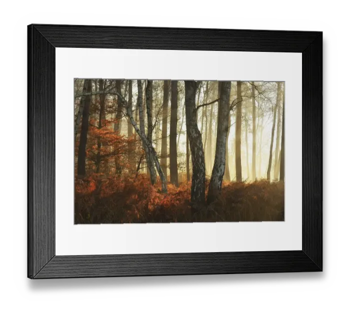 Framed Print : Warty birch (Betula pendula) with fern in backlight Framed Print : Warty birch (Betula pendula) with fern in backlight