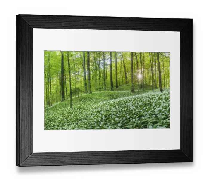 Framed Print : Flowering Ramsons (Allium ursinum)
