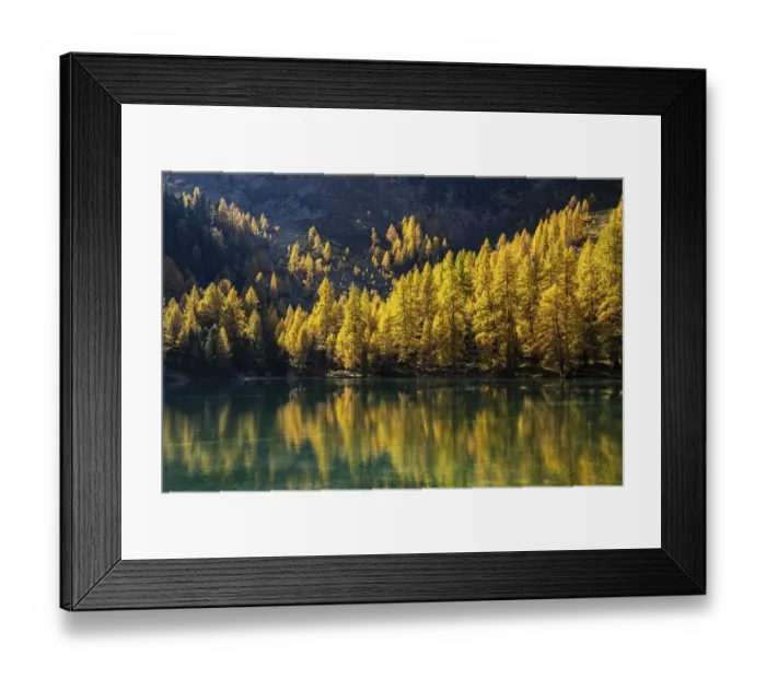 Framed Print : Autumn larch forest at Lake Palpuogna Framed Print : Autumn larch forest at Lake Palpuogna