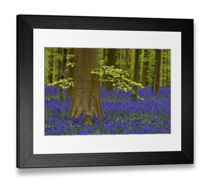 Framed Print : European beeches (Fagus sylvatica) Framed Print : European beeches (Fagus sylvatica)