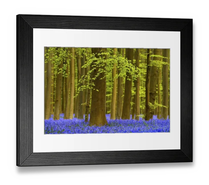 Framed Print : European beeches (Fagus sylvatica)