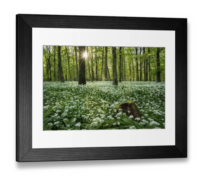 Framed Print : A deciduous forest with white flowering ramson (Allium ursinum) in spring in the evening sun with a sun star Framed Print : A deciduous forest with white flowering ramson (Allium ursinum) in spring in the evening sun with a sun star