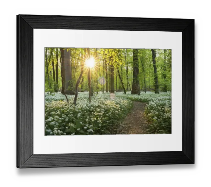 Framed Print : A path leads through a deciduous forest with white flowering ramson (Allium ursinum) in spring Framed Print : A path leads through a deciduous forest with white flowering ramson (Allium ursinum) in spring