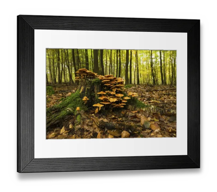 Framed Print : Horseshoe Fungus (Kuehneromyces mutabilis) Framed Print : Horseshoe Fungus (Kuehneromyces mutabilis)