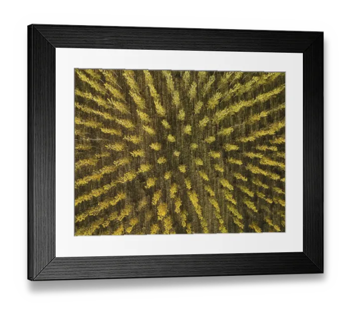 Framed Print : European Aspen (Populus tremula) in autumnal colours Framed Print : European Aspen (Populus tremula) in autumnal colours