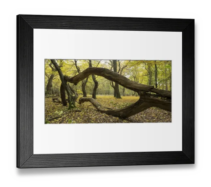 Framed Print : Intertwined trunks of old trees and deadwood