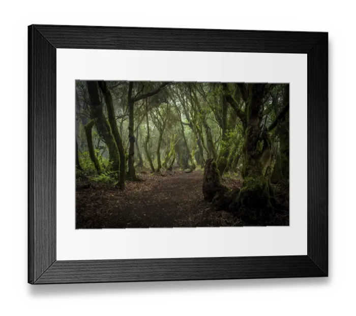 Framed Print : Hiking trail through laurel forest