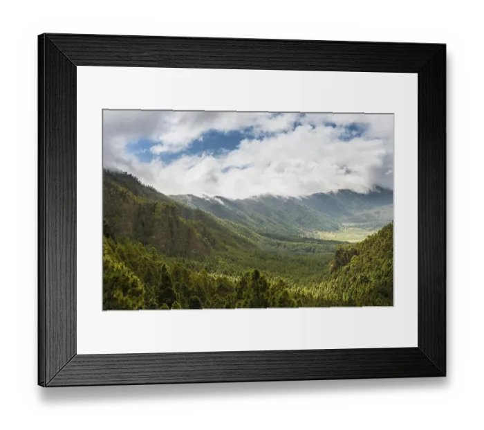Framed Print : View across a valley covered with Canary Island Pines (Pinus canariensis)