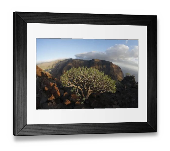 Framed Print : Euphorbia, Valle Gran Rey, La Gomera Framed Print : Euphorbia, Valle Gran Rey, La Gomera