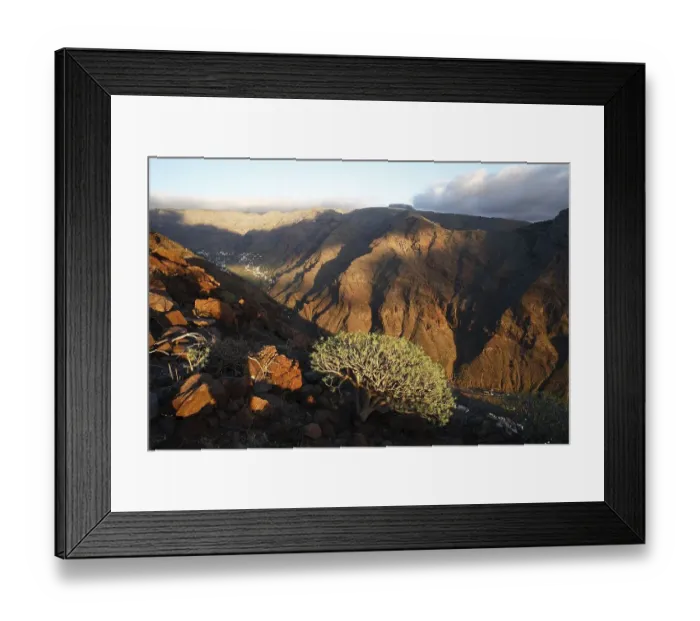 Framed Print : Euphorbia, Valle Gran Rey, La Gomera Framed Print : Euphorbia, Valle Gran Rey, La Gomera