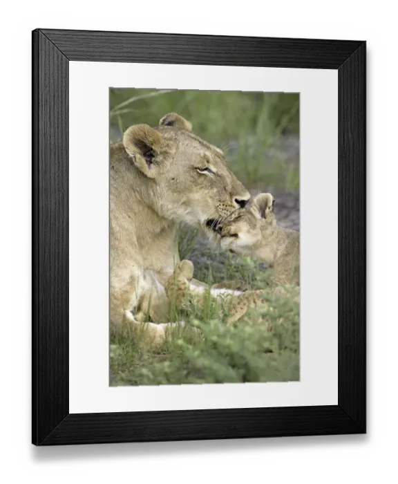 Framed Print : Lion (Panthera leo), adult female with cub Framed Print : Lion (Panthera leo), adult female with cub
