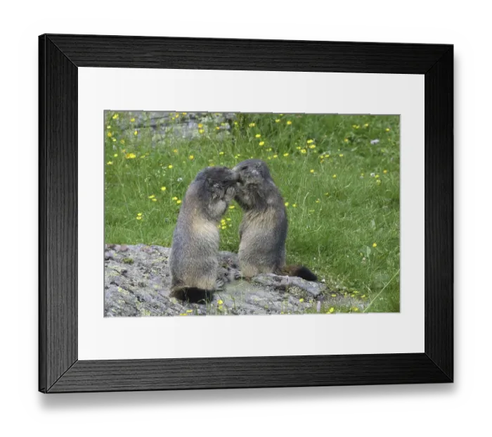 Framed Print : Alpine Marmots (Marmota marmota) kissing