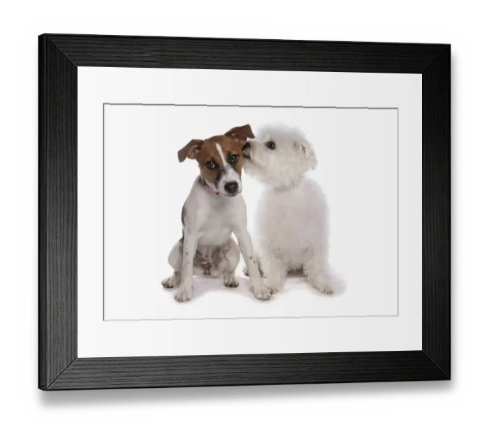 Framed Print : Domestic dogs, Jack Russell Terrier and Bichon Frise Framed Print : Domestic dogs, Jack Russell Terrier and Bichon Frise