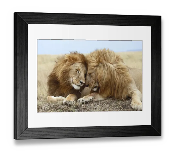 Framed Print : Lions (Panthera leo), affection