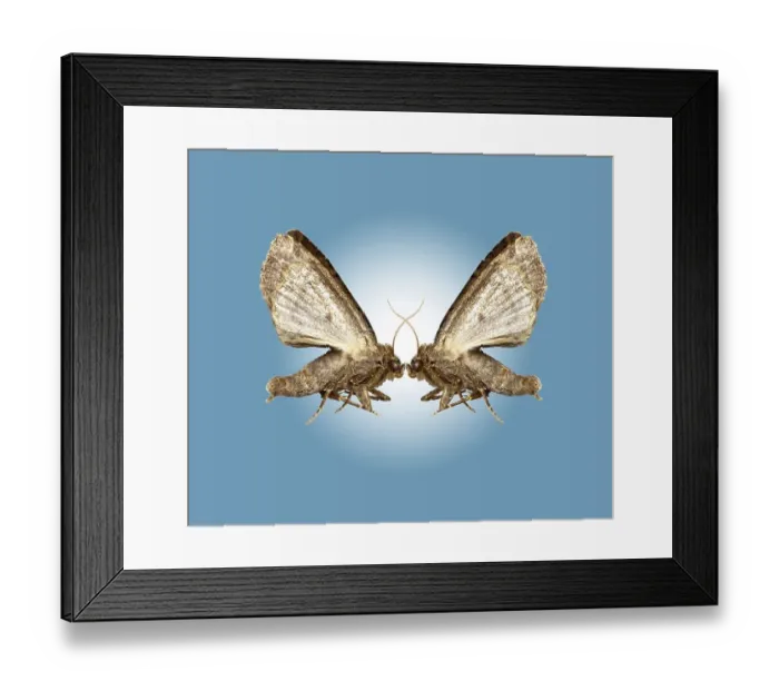 Framed Print : Amorous moths (Tineidae), photo montage Framed Print : Amorous moths (Tineidae), photo montage
