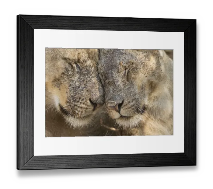 Framed Print : Lions (Panthera leo), portrait Framed Print : Lions (Panthera leo), portrait