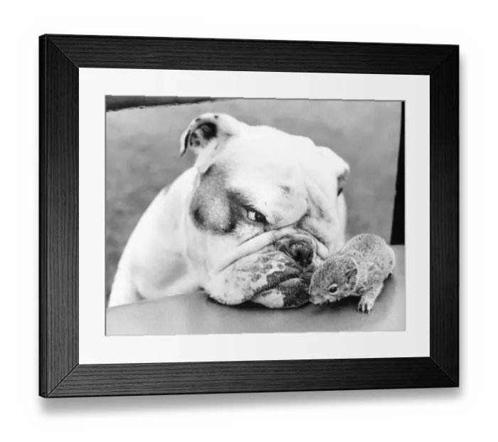 Framed Print : Dog and rodent, England, Great Britain