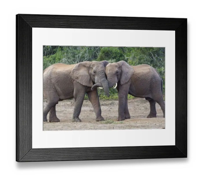 Framed Print : African bush elephants (Loxodonta africana)